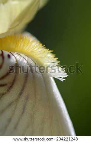 Iris flower in garden, macro
