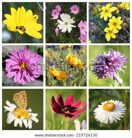 Collage with beautiful white, yellow and purple flowers