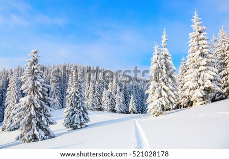 On the lawn covered with white snow there is a trampled path that lead to the dense forest in nice winter day.