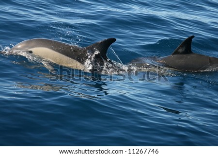 Common dolphins in the wild