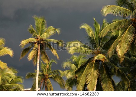 Coconut trees with storm-clouds, Perhentian Islands, Malaysia