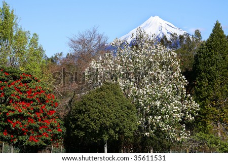 Mt Taranaki a dormant volcano with flowering trees in foreground, New Zealand