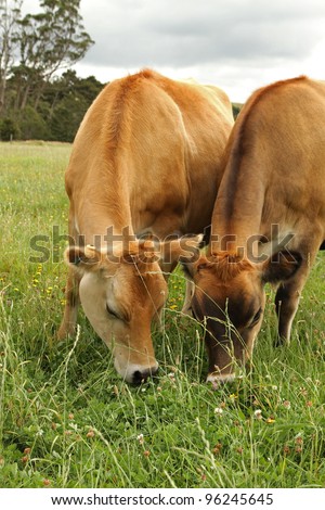 Jersey cows , New Zealand