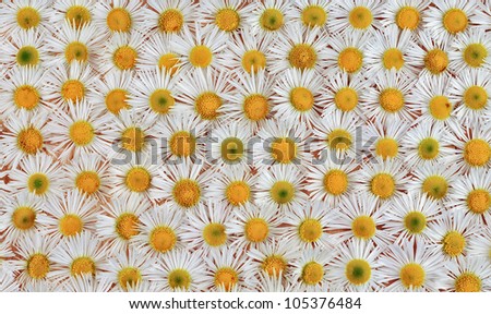 Floral background of the little daisies