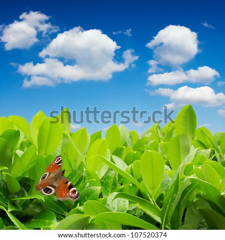 Green leaves with butterfly and blue sky with clouds