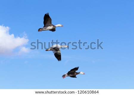Three snow geese flying  in blue sky, Bosque del Apache National Wildlife Refuge.