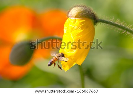 Honeybee collecting pollen from yellow poppy flower.
