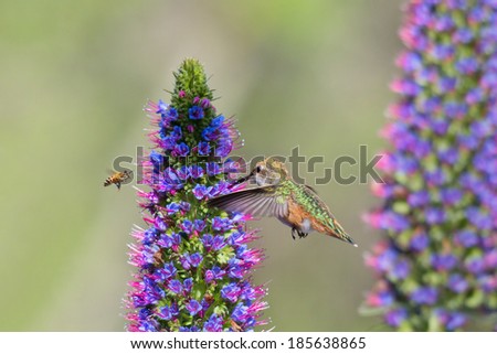 Hummingbird and Honey Bee sharing the pride of madera flower