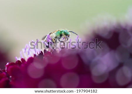 Metallic Green Bee ( Sweat Bee) is collecting pollen from purple knautia flower.