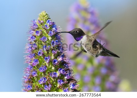Black-chinned Hummingbird flying to Pride of Madeira flower.