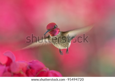 Male Anna\'s hummingbird with rose-red crown flying to Bougainvillea