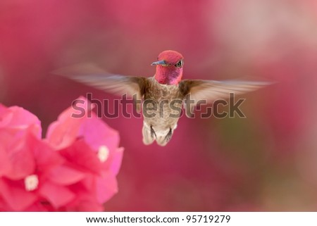 Male Anna\'s hummingbird with rose-red crown flying to Bougainvillea