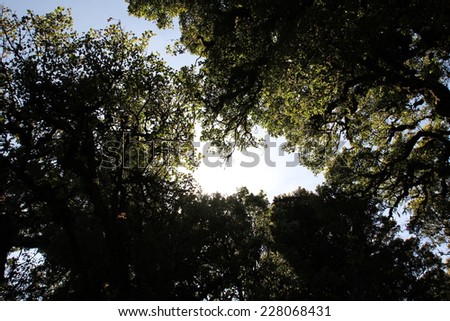 forest, worm\'s eye view
