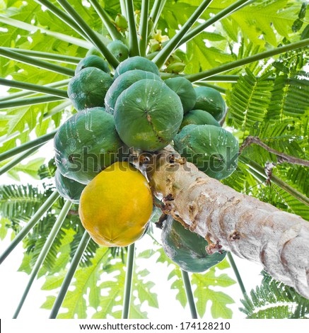 Ripe and raw papaya fruit on the papaya tree.