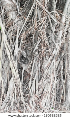 texture of banyan root background