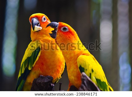 Two parrots eating food close up (focus on left parrot)