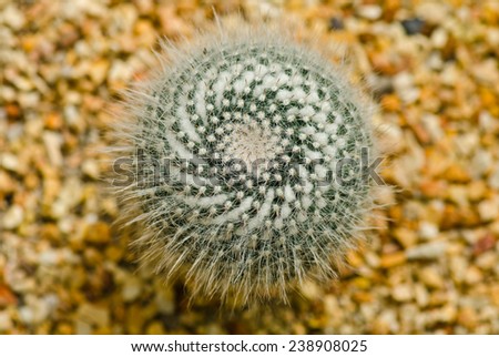 Macro of cactus top view plant in the desert