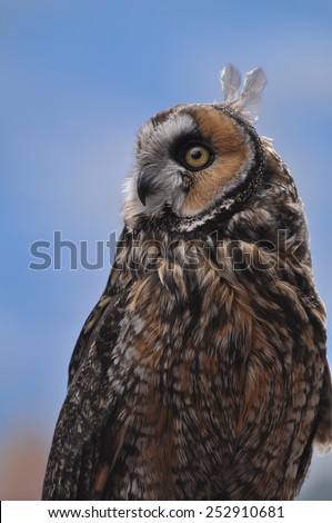 Long eared owl in meadow with blue sky of Colorado