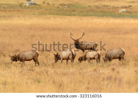 Bull elk watching over his herd of cows during the fall rut