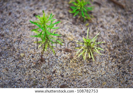 Small green plants are growing through sands of a beach/Small plants on sands