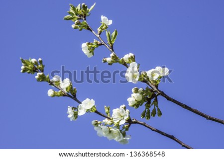 Two branches of a peach tree with flowers are under the blue sky/Peach Flowers
