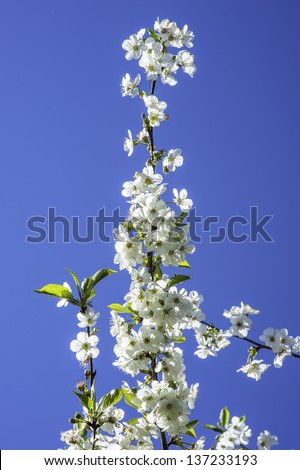 A branch of a peach tree fully with white flowers is under the blue sky./Peach Flowers
