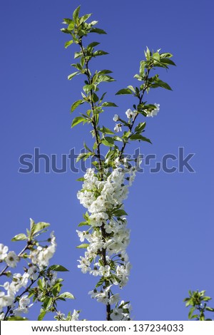 Branches of a peach tree with white flowers and green leaves are under the blue sky./Peach Flowers