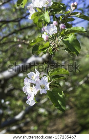 Apple flowers, white with a little pink,  are blooming in a apple tree. /Apple Flowers