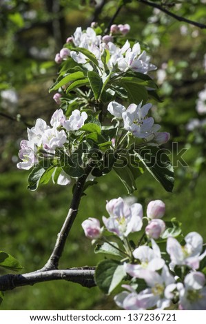 Apple flowers, white with a little pink,  are blooming on apple trees. /Apple Flowers