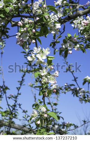 Branches of  apple trees with flowers, white with a little pink,  are under the blue sky. /Apple Flowers