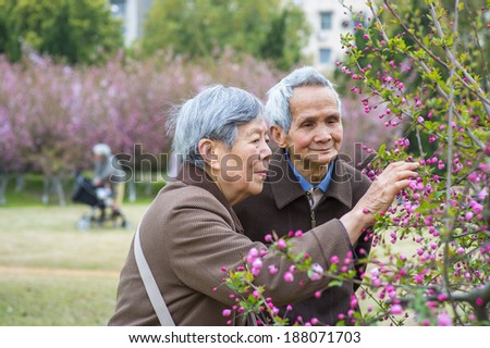 Senior Woman and Man Viewing and Admiring Flowers. A senior couple, 80 years old, is enjoying to watch pink cherry blossoms in a spring day.