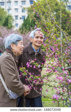 Senior Woman and Man Viewing and Admiring Flowers. A senior couple, 80 years old, is enjoying to watch pink cherry blossoms in a spring day.