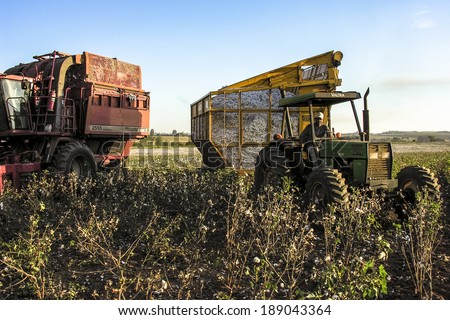 SAO PAULO, BRAZIL, MAY 10, 2005. A cotton field is being picked during the fall harvest