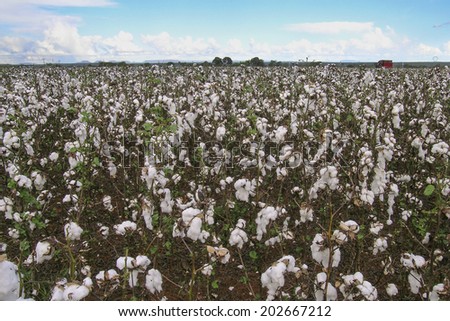 GOIAS, BRAZIL, April 13, 2004. A cotton field is being picked during the fall harvest
