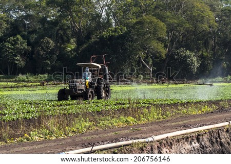 MOGI DAS CRUZES, BRAZIL, JULY 01, 2009. Spraying wheat crops field with tractor and sprayer
