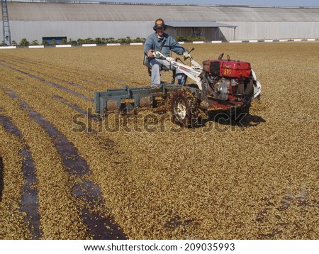Minas Gerais, Brazil, June 02, 2006: Coffee farmer drying coffee beans at plantation in the southern part of Minas Gerais state, the center of coffee production in Brazil.