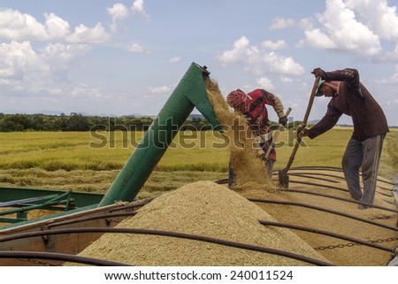 RORAIMA, BRAZIL, AUGUST 27, 2004. Combine transferring soybeans into a truck after harvest
