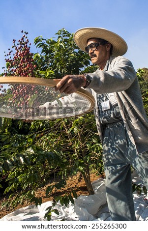 Sao Paulo, Brazil. June 18, 2009. Man harvesting coffee on the orchard of the Biological Institute, the oldest urban coffee plantation in the country, located in Vila Mariana, south of SÃ?Â£o Paulo