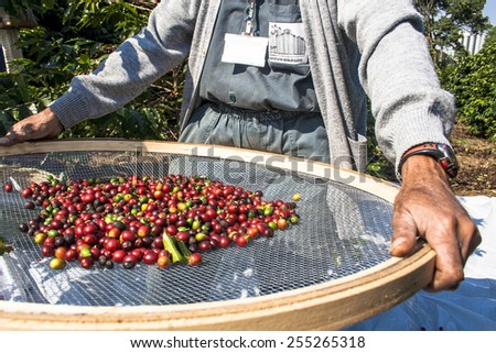 Sao Paulo, Brazil. June 18, 2009. Man harvesting coffee on the orchard of the Biological Institute, the oldest urban coffee plantation in the country, located in Vila Mariana, south of SÃ?ÃÂ£o Paulo