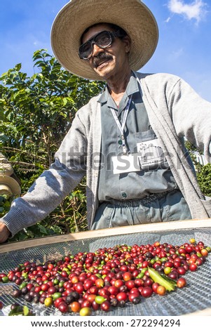 Sao Paulo, Brazil. June 18, 2009. Man harvesting coffee on the orchard of the Biological Institute, the oldest urban coffee plantation in the country, located in Vila Mariana, south of Sao Paulo