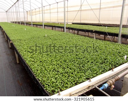 A bunch of baby plants growing inside of pots inside of a greenhouse nursery.