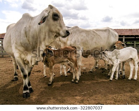 Goias, Brazil , december 23, 2003. Herd of brahman beef cattle cows in rural Goias