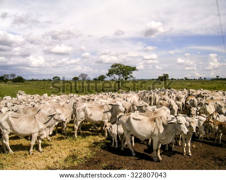 Goias, Brazil , december 23, 2003. Herd of brahman beef cattle cows in rural Goias
