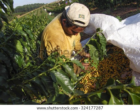 Minas Gerais, Brazil, may 31, 2006: worker makes manual harvesting coffee on a farm in the mountains of Minas Gerais, southeastern Brazil