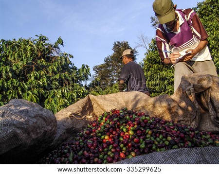 Minas Gerais, Brazil, June 02, 2006: worker makes manual harvesting coffee on a farm in the mountains of Minas Gerais, southeastern Brazil
