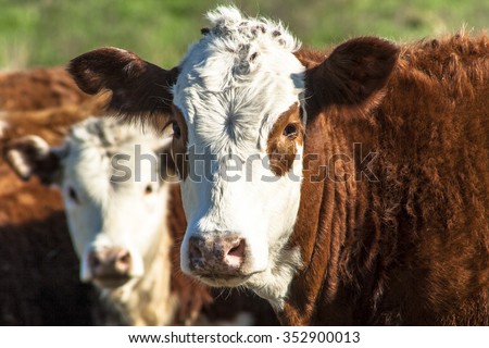 Simmental cattle in a pasture