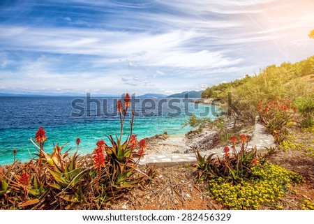 Flowers at Adriatic sea coast