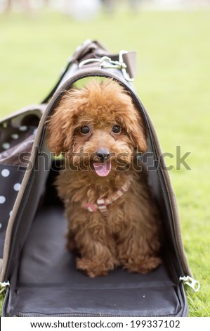 Toy Poodle inside a travel carrier bag outdoor