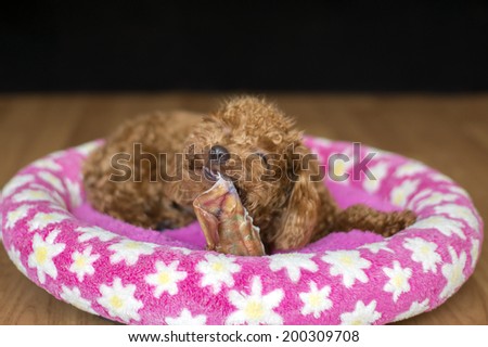 Toy Poodle chewing dehydrated Pig ear on bed