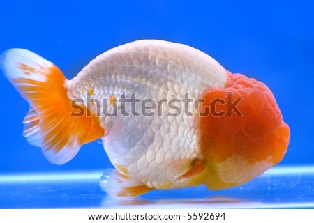 goldfish tank. Head Goldfish in Fish tank
